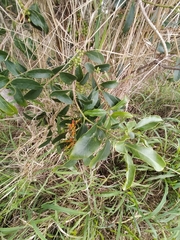 Lorantheae