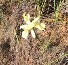 Moraea neglecta