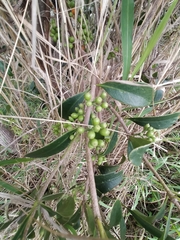 Lorantheae
