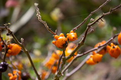 Solanum mammosum