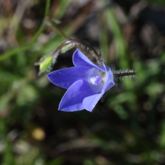 Wahlenbergia graniticola