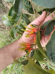 Lorantheae