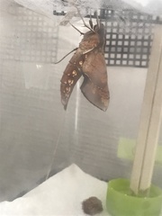 Rhagastis mongoliana