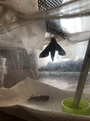 Rhagastis mongoliana