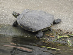 Trachemys scripta elegans