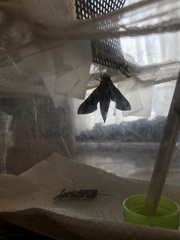 Rhagastis mongoliana