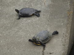 Trachemys scripta elegans