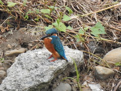 Alcedo atthis