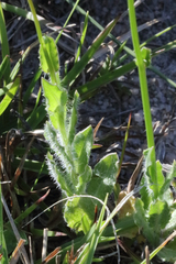 Wahlenbergia graniticola