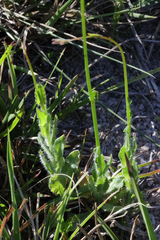Wahlenbergia graniticola