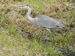 Ardea cinerea