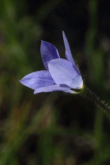Wahlenbergia graniticola