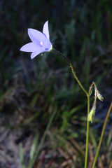 Wahlenbergia graniticola