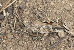 Heliastus sumichrasti