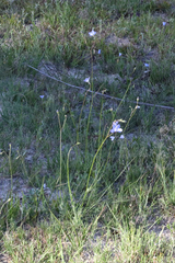 Wahlenbergia graniticola