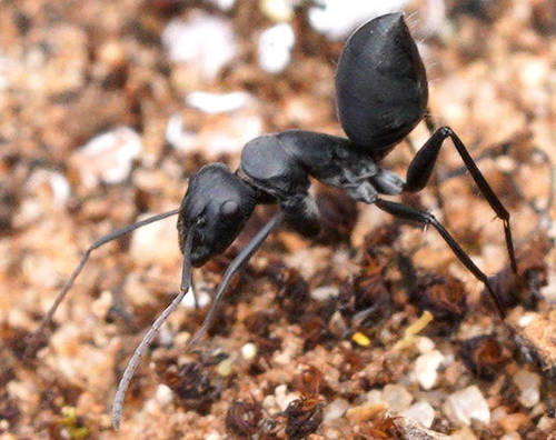 Camponotus cinereus ampereiCamponotus cinereus amperei