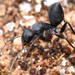 Mallee Black Sugar Ant - Photo (c) Ellura Sanctuary, some rights reserved (CC BY-NC), uploaded by Ellura Sanctuary