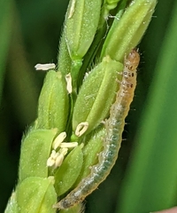 Protonoceras capitalis