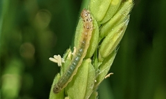 Protonoceras capitalis