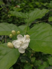 Jasminum sambac