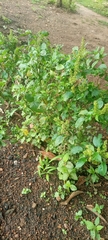 Magnoliopsida