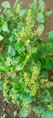 Magnoliopsida