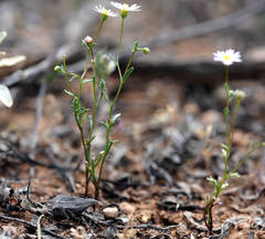 Brachyscome ciliaris brachyglossa