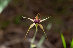 Caladenia paludosa