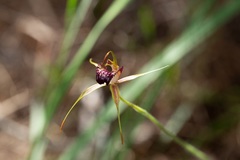 Caladenia paludosa