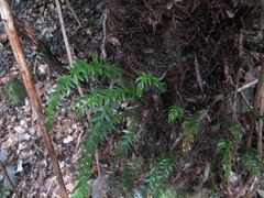 Tmesipteris tannensis