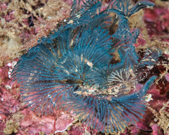 Virididentula dentata