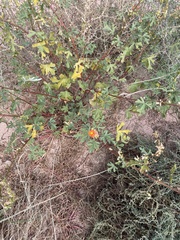 Sphaeralcea grossulariifolia