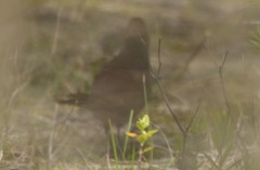 Dasyornis broadbenti