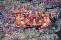 Goniosupradens hawaiensis