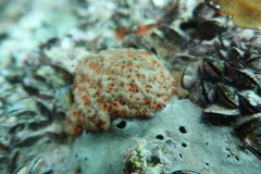 Polyandrocarpa lapidosa