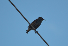 Sturnus vulgaris