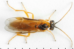Euura bipartita