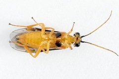 Euura bipartita
