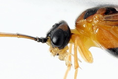 Euura bipartita