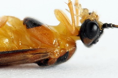 Euura bipartita