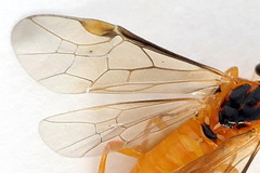 Euura bipartita