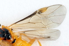 Euura bipartita