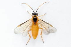 Euura bipartita