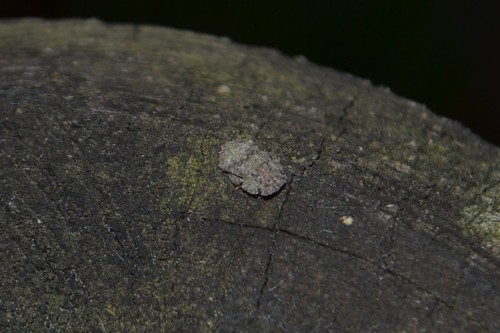 Ledra aurita