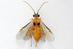 Euura bipartita