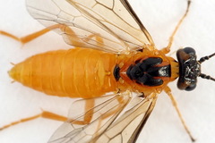 Euura bipartita