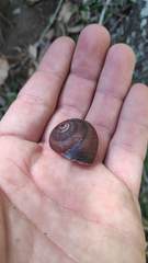 Ponderconcha murphyi