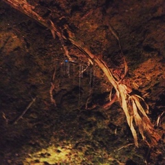 Arachnocampa