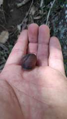 Ponderconcha murphyi