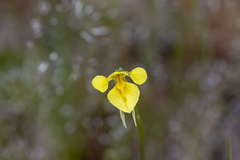 Diuris behrii